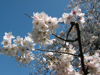 立派な桜がわんさか咲いてたよ！すごい！