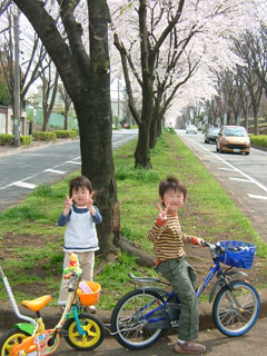 どこもかしこも桜が咲いてるよ