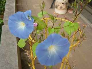 すごいキレイ！これの種ほしいよ〜庭に植え替えても大丈夫かなぁ？ってかこの朝顔生えてくるのも遅かったけど咲くのも遅いの、朝さかないでいつも昼から咲くしｗちょっと変わり者なのねん…