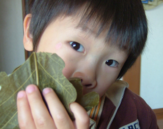 こどもの日が近いということで幼稚園から柏餅をもらってきました♪チビと私と三人で食べました。ごちそうさん♪