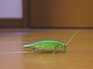 ミドリちゃん。