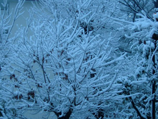 お庭がこれだもの