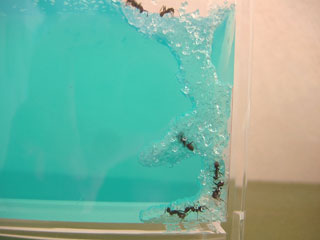 アリが可愛い、お気に入りの子に名前をつけてしまおうかなんて血迷った考えまで浮かんできてしまった（＾＾；）