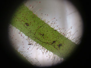 ステキなんだけどやっぱり育てる気にはならないなぁ、虫を捕まえるったってその前に虫を寄びよせるわけでしょ?やっぱイヤ