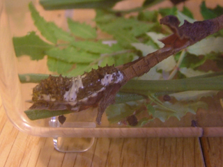 鳥のフンに擬態してる幼虫っす、鳥のフンじゃないぞ