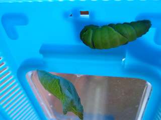 どういったプロセスであれがこうなるのか