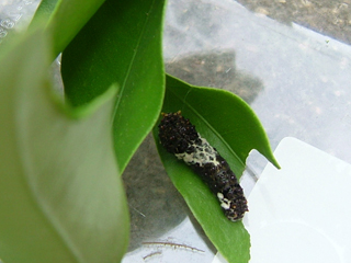 一番末っ子、葉っぱについたゴミ？？から鳥のフンにバージョンアップしてます★