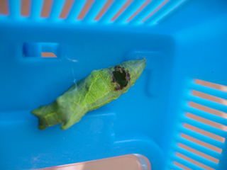 丸い穴あけて出てきたぞ☆