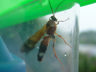 かっこいいフォルムっすね...