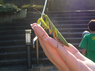 「こいつの腹にもハリガネムシが入っているのか」っていう見方をしてしまう...水に沈めてみたい衝動と無事に一生を終えて欲しい気持ち、勿論噴水に沈めたりしないでちゃんと安全な場所