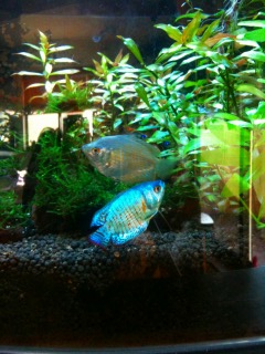 上のデカイのがメス・下の派手なのがオス。