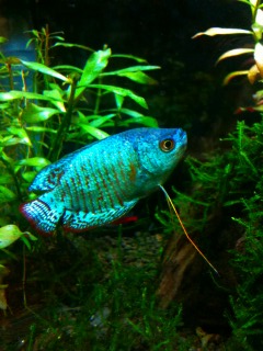 とんでもなくカッコイイ赤×青の縦じま。恋をしました。