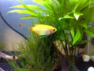 見かけも可愛い上に性格も穏やかでその上人に懐く最高の魚です（＾＾）