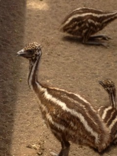 天使？天使じゃないのこの動物？？？すっげ可愛いんだけど！！！