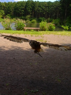 鷹や梟がぶつかるくらいの近さで飛ぶよっっ♪♪