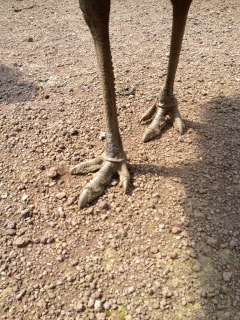 見てこの足。うつくしい。。。