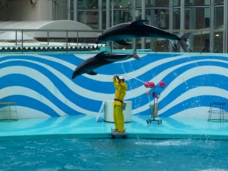 カマイルカに惚れたあああああっすっげ可愛いっ
