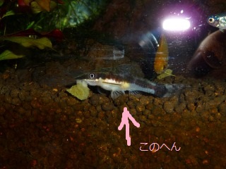 頑張れ妊婦さんっっ