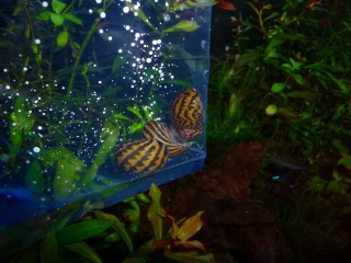 トリオです、働いてくれるかな♪