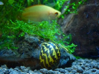 苔は食べて欲しいけどウィローモスは食べないでね（＾＾；）