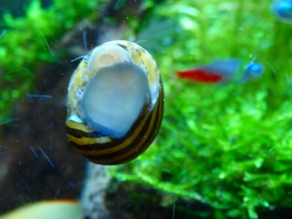 手前に居ると柄は見えないけど口パクパクが見れるよ♪