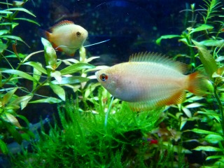 元気な頃の仲良し２匹。。。うう