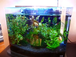 バッサバサに生えてます汗