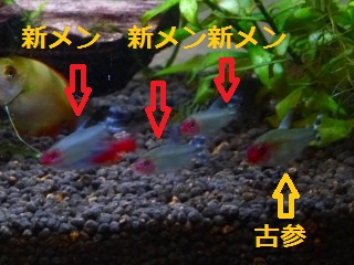 新旧入り混じって群れてくれてます♪