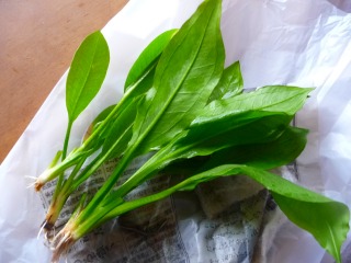 ポリポリ食べれそうなただの葉っぱですが、水草です（＾＾；）