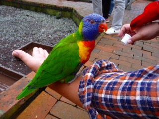 インコは沢山居て超懐いてるよ♪