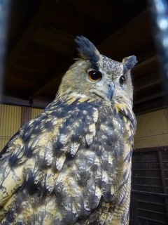 ああっ素敵っカッコイイっっ