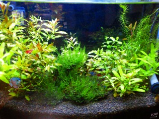 ちょっとまだボッサだけど（＾＾；）