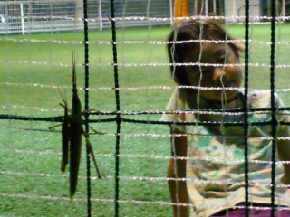 大きかったなー。