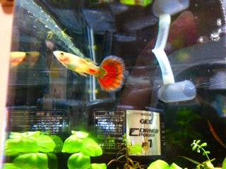 キレイでしょ♪朱美ちゃん（オス）