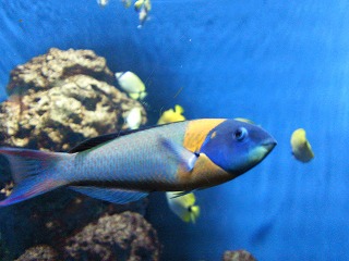 気になる配色のお魚さん♪可愛ええ♪♪