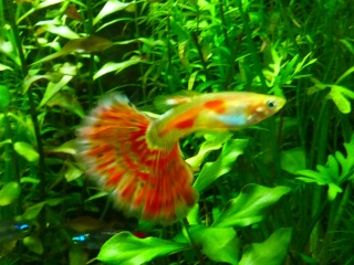 尾がまたまた大きくなって迫力が出てきたよ♪