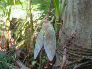 おかしいな…色が違って大人しいだけでなんだか可愛いじゃないか…