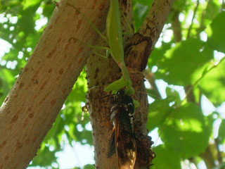 現実は厳しいね…ものすごい暴れてたけど絶対離さないカマキリング、あのカマはガチ