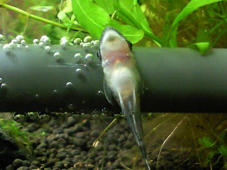 喰いっぱぐれが無いのでお腹が丸くてぱんぱん（＾＾；）