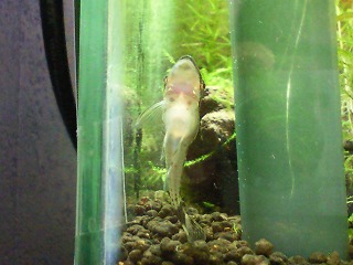 スンと比べるとトロいけどだんだん餌見つけるの上手になってきた