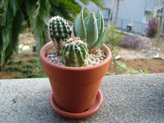 去年のさぼてん