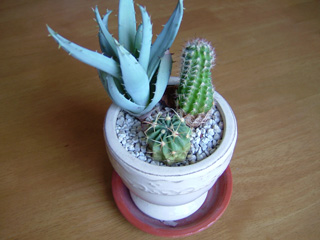 今年のさぼてん